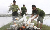 Lội ruộng, leo cây tháo dỡ ‘ma trận’ bẫy chim trời ở Hà Tĩnh