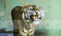 7 cá thể hổ từng được giải cứu giờ thế nào?