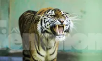 7 cá thể hổ từng được giải cứu giờ thế nào? 