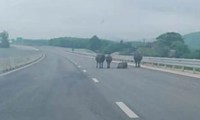 Tài xế lo lắng vì cao tốc qua Hà Tĩnh xuất hiện gia súc và người đi xe máy 