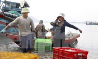 Hải sản tăng giá, ngư dân Hà Tĩnh ra khơi xuyên lễ