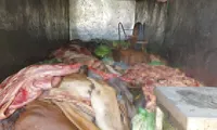 Một tài xế hơn nửa tháng bị bắt 2 lần vì chở hàng tấn da, nội tạng động vật ‘bẩn’