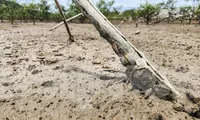 Rừng ngập mặn ở Hà Tĩnh vẫn chết hàng loạt