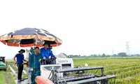 &apos;Áo xanh&apos; hỗ trợ thu hoạch rau màu, di dời tài sản để thi công đường dây 500kV mạch 3