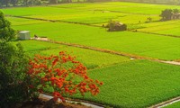 Cây phượng &apos;cô đơn&apos; giữa ruộng rau muống tại TPHCM lại gây sốt mạng xã hội