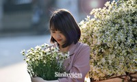 Thiếu nữ Hà Thành cùng cúc hoạ mi xuống phố 