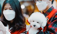 Phố Hàng Mã rực rỡ sắc màu Noel