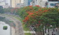 Hoa phượng vĩ &apos;rực cháy&apos; giữa Thủ đô