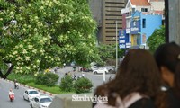 Vẻ đẹp Hà Nội mùa nồng nàn hoa sữa