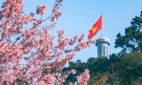 Mùa hoa anh đào nở rực rỡ tại Hà Giang