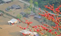 Tháng Ba, đến Hà Giang &apos;săn&apos; hoa gạo nở
