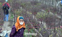 Vườn đào nổi tiếng của Thủ đô nhộn nhịp ngày giáp Tết
