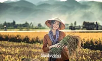 Hoa khôi Tài chính xinh đẹp khi hóa thân thành nông dân trên cánh đồng Mường Thanh