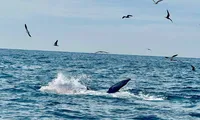 Du khách bất ngờ bắt gặp cá voi săn mồi trên biển Vĩnh Hy