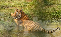 Độc đáo safari ở Long An, cách TPHCM 45 km 
