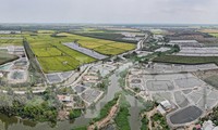 Ruộng lúa ở Long An loang lổ... ao tôm, chính quyền nói gì?