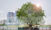 Ngắm bến Bạch Đằng - &apos;mặt tiền&apos; TPHCM đẹp hiện đại trong diện mạo mới