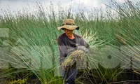 Giống cỏ dễ trồng, cho thu nhập hàng trăm triệu đồng