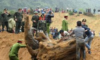 Gốc sưa &apos;khủng&apos; ở Quảng Bình giá khoảng 17 tỷ đồng