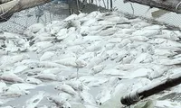 Cá mú, hàu nuôi lồng bè chết bất thường ở Hà Tĩnh