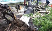 Điểm nhấn giáo dục: Cây phượng bật gốc &apos;uy hiếp&apos; 3 nữ sinh