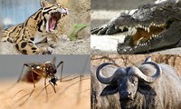 1001 thắc mắc: Loài vật nhỏ bé nào sát hại nhiều người nhất?
