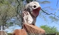 Tưởng mảnh gỗ lạ lùng, người phụ nữ giật mình khi phát hiện chim ma