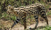 1001 thắc mắc: Loài mèo nào chạy nhanh chỉ sau báo cheetah?