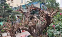 Cây đào thất thốn có giá 70 triệu đồng, cao hơn giá 1 cây vàng