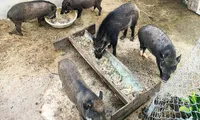 Lâm Đồng phát hiện ổ dịch tả lợn Châu Phi tại trang trại nuôi heo rừng lai 