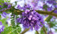 Màu tím bâng khuâng của hoa phượng Đà Lạt
