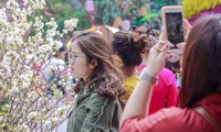 Người dân Thủ đô &apos;chen chúc&apos; chụp ảnh cùng với hoa anh đào