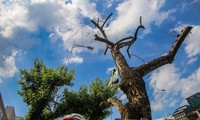 Nhiều cây sưa &apos;tiền tỷ&apos; trên đường phố Hà Nội dần chết khô trong bọc sắt