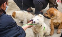 Săn &apos;quốc khuyển&apos; ở chợ phiên trên cao nguyên trắng Bắc Hà