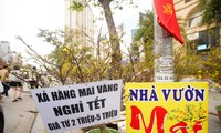 Hà Nội: Mai vàng ế ẩm, tiểu thương giảm giá, xả hàng sớm