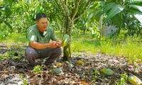 Xoài Đài Loan to bự rớt giá ở Đồng Nai, rụng đầy mặt đất