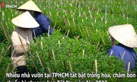 Làng hoa Tết tại TPHCM vào mùa, công nhân mất việc có nguồn thu mới