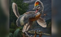 Phát hiện &apos;thần điểu&apos; giống khủng long bạo chúa T-rex