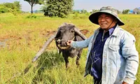 Sở hữu con trâu có cặp sừng kỳ lạ, lão nông Long An 20 năm &apos;hái ra tiền&apos;