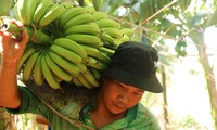 Nông dân Đồng Nai &apos;mất Tết&apos; vì giá chuối thấp, nhiều vườn đành vứt bỏ