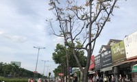 Loạt cây xanh 10-12 năm tuổi ở TPHCM chết khô do sốc nhiệt