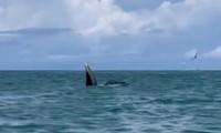 Cá voi khổng lồ bay nhảy, săn mồi trên vùng biển Cổ Thạch