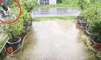 Cây phượng ngã đổ làm đứt dây điện, khiến 2 người bị điện giật tử vong