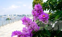 Hoa bằng lăng ‘nhuộm tím’ phố phường Hạ Long