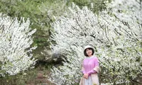 Giới trẻ &apos;phủ trắng&apos; mạng xã hội với hình ảnh hoa mận Mộc Châu