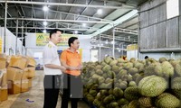 Đắk Lắk: Doanh nghiệp, cơ sở thu mua sầu riêng &apos;mọc&apos; như nấm