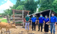 Phó Bí thư Tỉnh đoàn Gia Lai Đỗ Duy Nam (thứ hai từ trái qua) tặng bò giống cho thanh niên nghèo xã Ia Pia, huyện Chư Prông