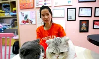 Giới trẻ phố núi khởi nghiệp với những chú mèo