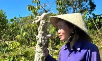 Tạm giữ nghi phạm phá hàng trăm cây hồ tiêu, cà phê của người phụ nữ