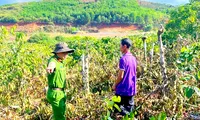 Vụ triệt hạ cả trăm cây hồ tiêu, cà phê: Gã anh rể khai do ghen tuông với em họ của vợ